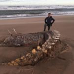 Riesiges Skelett an Schottlands Küste entdeckt
