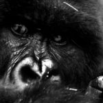 Coronavirus: Berggorillas können anfällig sein