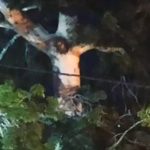 Göttliche Ankündigung? Das Bild von Jesus erscheint auf einem Baum in Kolumbien