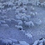 Mysteriös: Schafherde läuft seit Tagen im Kreis