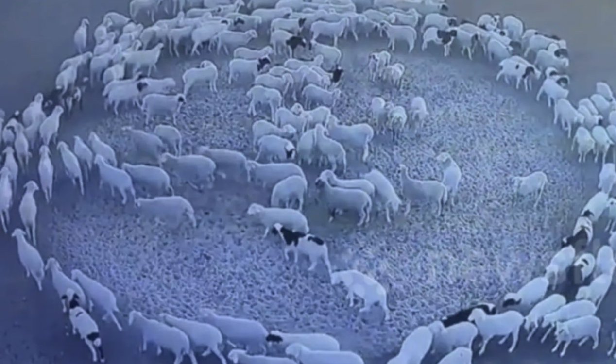 Mysteriös: Schafherde läuft seit Tagen im Kreis