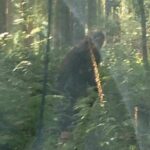 Neue angebliche Bigfoot-Sichtung in Washington